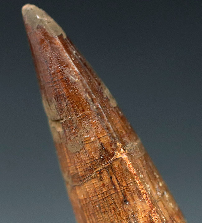 白亜紀の北アフリカの支配的な捕食者、スピノサウルス(Spinosaurus)の上質の歯化石(その5)