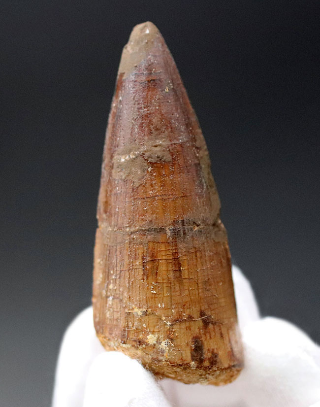 白亜紀の北アフリカの支配的な捕食者、スピノサウルス(Spinosaurus)の上質の歯化石(その7)