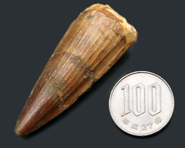 白亜紀の北アフリカの支配的な捕食者、スピノサウルス(Spinosaurus)の上質の歯化石(その8)