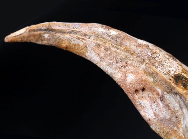 １０年の社史で最大級！立派な成体のリーサル・ウェポンだったであろう、スピノサウルス（Spinosaurus sp.）の極長のハンドクロウの化石（その13）
