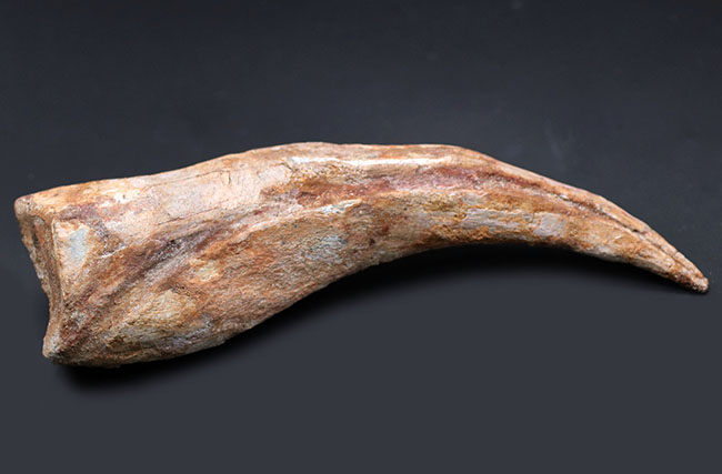 １０年の社史で最大級！立派な成体のリーサル・ウェポンだったであろう、スピノサウルス（Spinosaurus sp.）の極長のハンドクロウの化石（その7）
