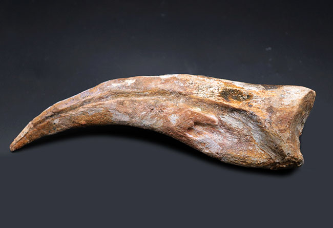 １０年の社史で最大級！立派な成体のリーサル・ウェポンだったであろう、スピノサウルス（Spinosaurus sp.）の極長のハンドクロウの化石（その8）