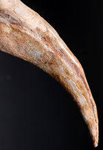 １０年の社史で最大級！立派な成体のリーサル・ウェポンだったであろう、スピノサウルス（Spinosaurus sp.）の極長のハンドクロウの化石