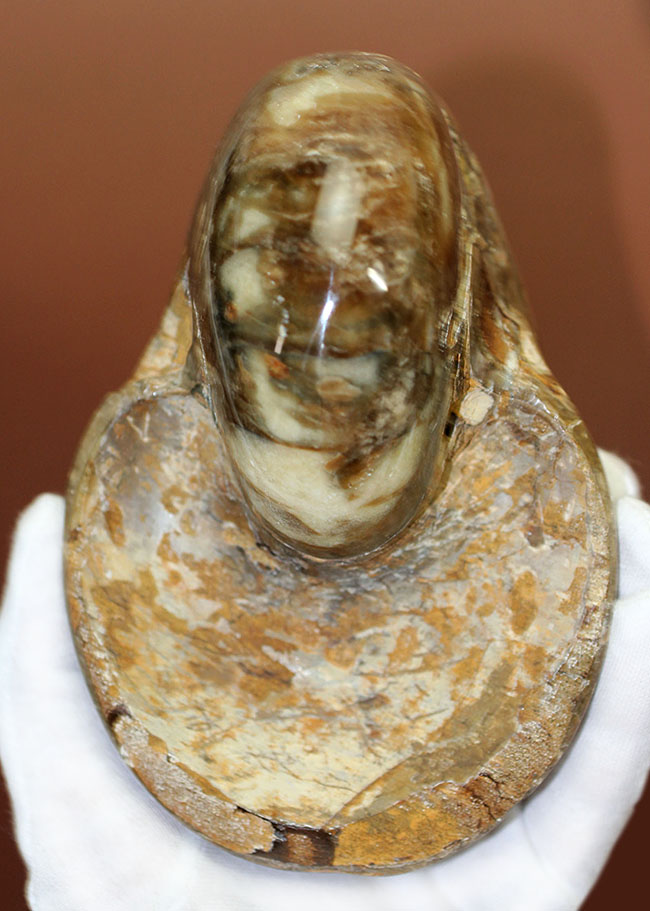 ほとんどボール・・・。デッカイ!大きい!マダガスカル産白亜紀オウムガイ(Nautilus)の化石(その1)