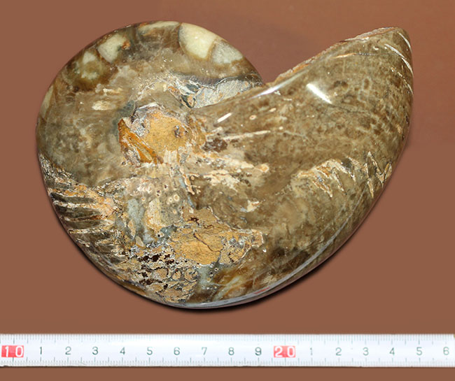 ほとんどボール・・・。デッカイ！大きい！マダガスカル産白亜紀オウムガイ（Nautilus）の化石（その10）