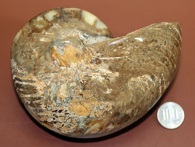 ほとんどボール・・・。デッカイ！大きい！マダガスカル産白亜紀オウムガイ（Nautilus）の化石（その11）