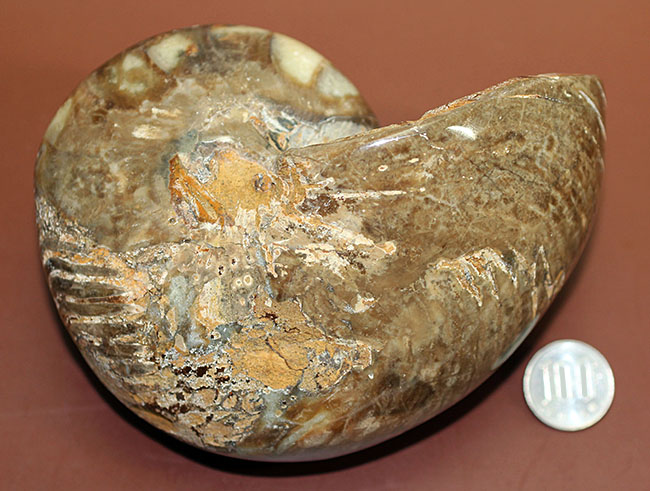 ほとんどボール・・・。デッカイ!大きい!マダガスカル産白亜紀オウムガイ(Nautilus)の化石(その11)