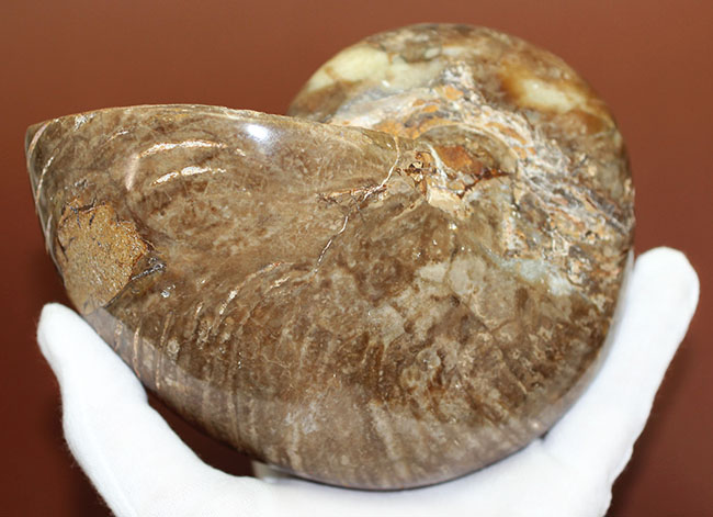 ほとんどボール・・・。デッカイ!大きい!マダガスカル産白亜紀オウムガイ(Nautilus)の化石(その2)