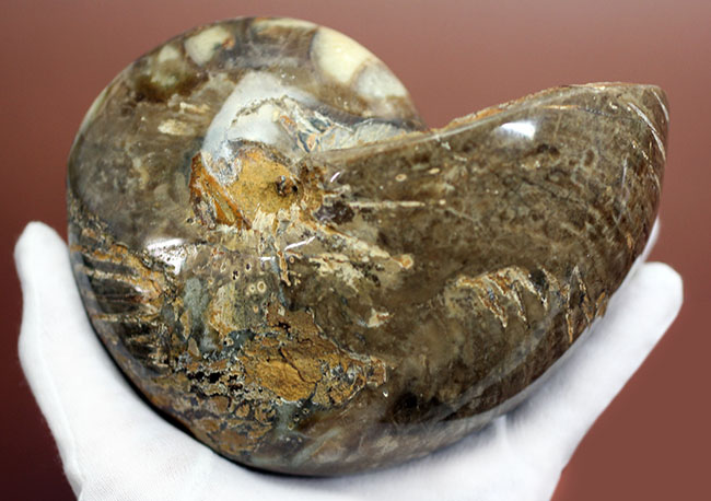 ほとんどボール・・・。デッカイ！大きい！マダガスカル産白亜紀オウムガイ（Nautilus）の化石（その3）