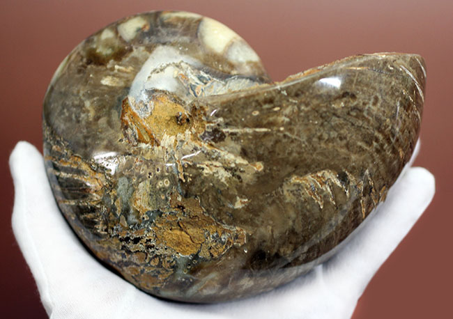 ほとんどボール・・・。デッカイ!大きい!マダガスカル産白亜紀オウムガイ(Nautilus)の化石(その3)