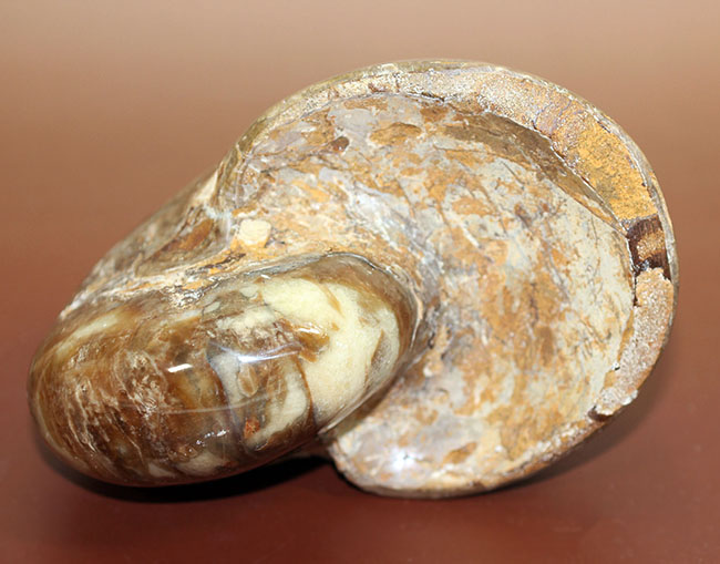 ほとんどボール・・・。デッカイ!大きい!マダガスカル産白亜紀オウムガイ(Nautilus)の化石(その4)