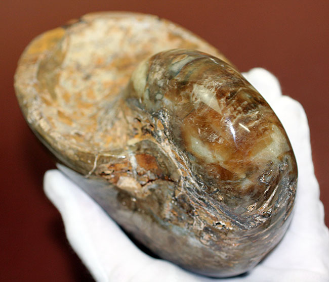 ほとんどボール・・・。デッカイ！大きい！マダガスカル産白亜紀オウムガイ（Nautilus）の化石（その5）