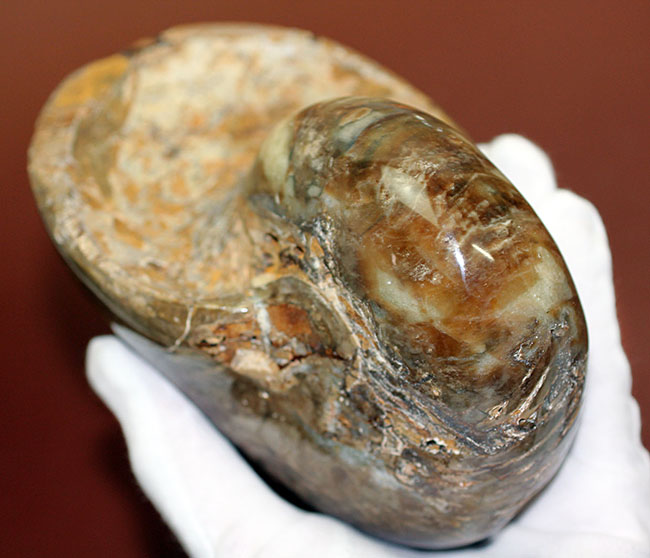 ほとんどボール・・・。デッカイ!大きい!マダガスカル産白亜紀オウムガイ(Nautilus)の化石(その5)