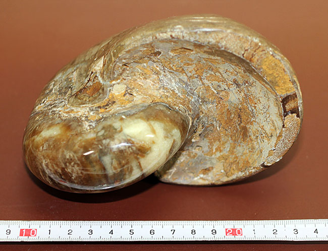 ほとんどボール・・・。デッカイ!大きい!マダガスカル産白亜紀オウムガイ(Nautilus)の化石(その9)
