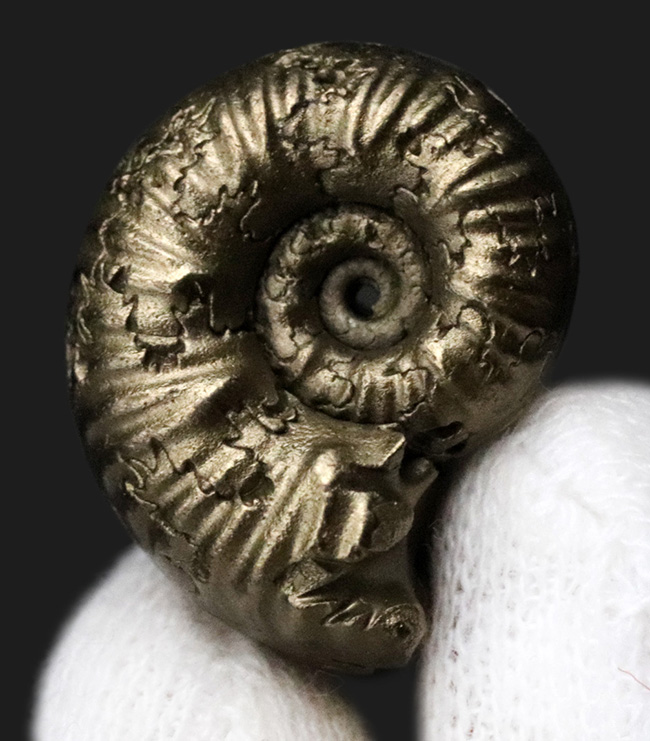 良形、明瞭な縫合線にもご注目ください！フランス・アヴェロン産の黄鉄鉱化アンモナイト（Ammonite）（その1）