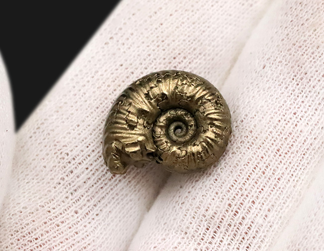 良形、明瞭な縫合線にもご注目ください！フランス・アヴェロン産の黄鉄鉱化アンモナイト（Ammonite）（その2）