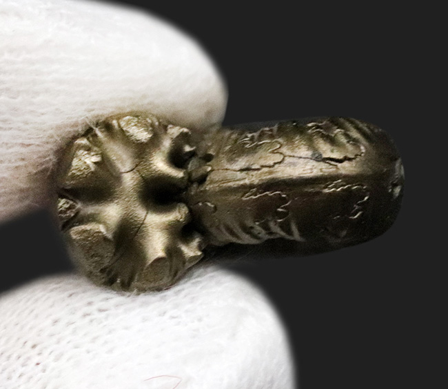 良形、明瞭な縫合線にもご注目ください！フランス・アヴェロン産の黄鉄鉱化アンモナイト（Ammonite）（その5）