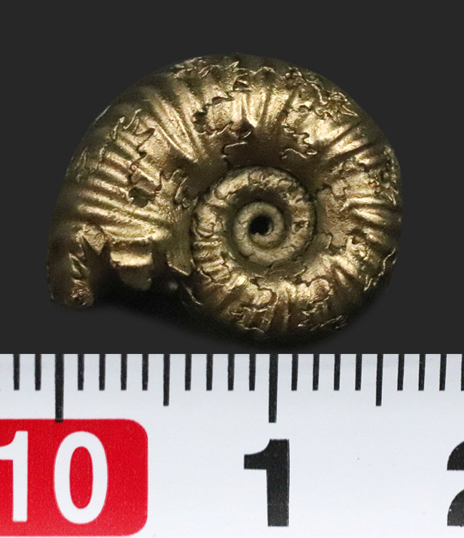 良形、明瞭な縫合線にもご注目ください！フランス・アヴェロン産の黄鉄鉱化アンモナイト（Ammonite）（その6）