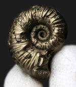 良形、明瞭な縫合線にもご注目ください！フランス・アヴェロン産の黄鉄鉱化アンモナイト（Ammonite）