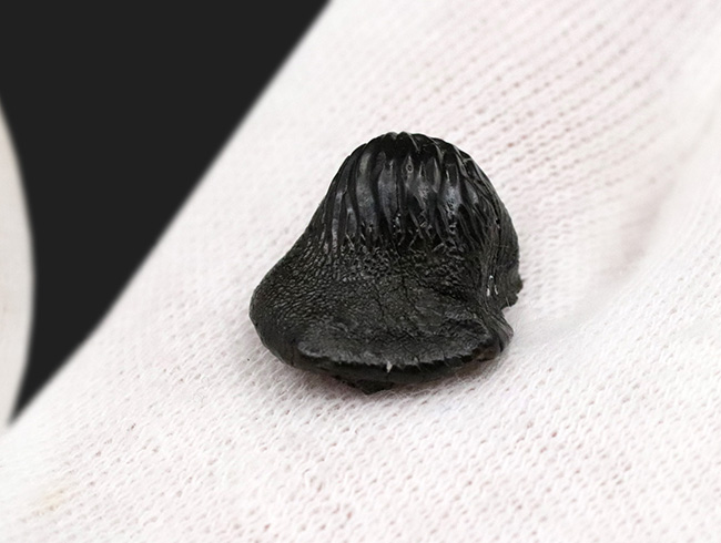 この歯で海底の貝を根こそぎ食べた？米国サウスダコタ州産、古代の巨大ザメ、プチコドゥス（Ptychodus）の良質の歯化石（その2）