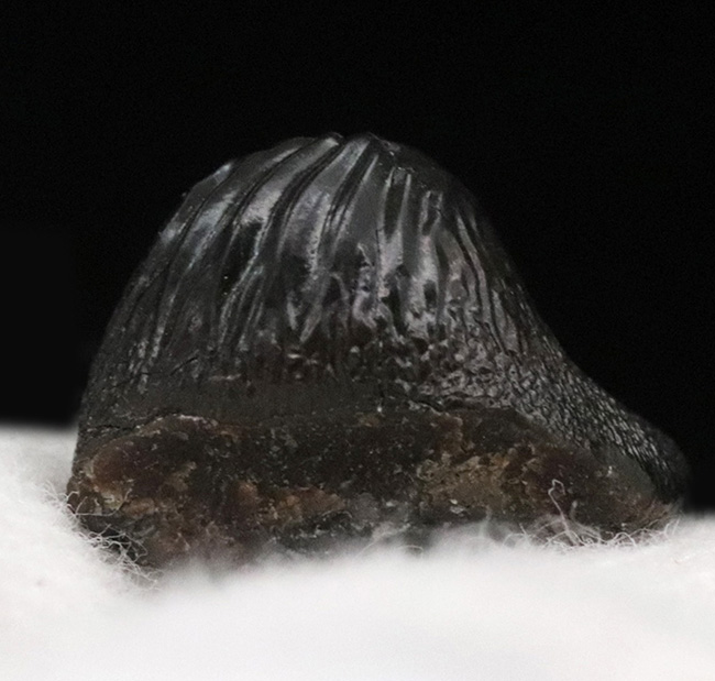 この歯で海底の貝を根こそぎ食べた？米国サウスダコタ州産、古代の巨大ザメ、プチコドゥス（Ptychodus）の良質の歯化石（その3）