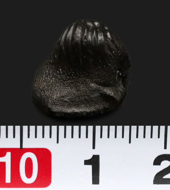 この歯で海底の貝を根こそぎ食べた？米国サウスダコタ州産、古代の巨大ザメ、プチコドゥス（Ptychodus）の良質の歯化石（その6）