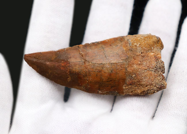 幅広、鋭い!いかにも典型的なフォルムを持つ、カルカロドントサウルス(Carcharodontosaurus)の歯化石(その2)