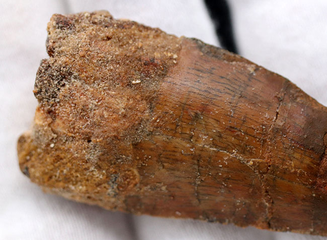 幅広、鋭い!いかにも典型的なフォルムを持つ、カルカロドントサウルス(Carcharodontosaurus)の歯化石(その4)