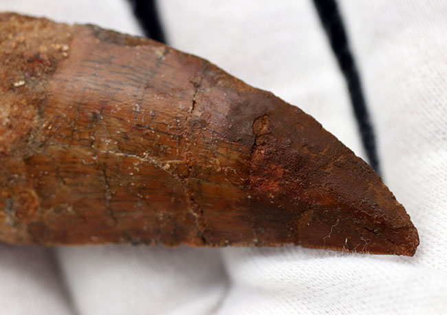 幅広、鋭い!いかにも典型的なフォルムを持つ、カルカロドントサウルス(Carcharodontosaurus)の歯化石(その5)