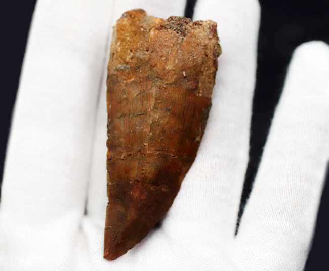 幅広、鋭い!いかにも典型的なフォルムを持つ、カルカロドントサウルス(Carcharodontosaurus)の歯化石(その6)