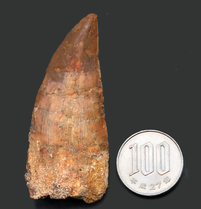 幅広、鋭い!いかにも典型的なフォルムを持つ、カルカロドントサウルス(Carcharodontosaurus)の歯化石(その8)