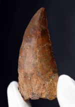 幅広、鋭い！いかにも典型的なフォルムを持つ、カルカロドントサウルス（Carcharodontosaurus）の歯化石