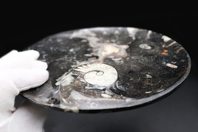 立派！直径最大部１７センチ超、ゴニアタイト（Goniatite）を含む石を加工したお皿の化石（その10）