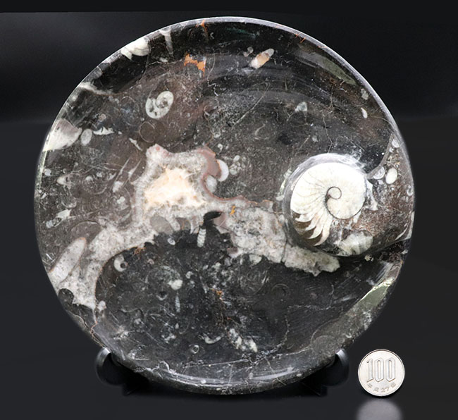 立派！直径最大部１７センチ超、ゴニアタイト（Goniatite）を含む石を加工したお皿の化石（その11）