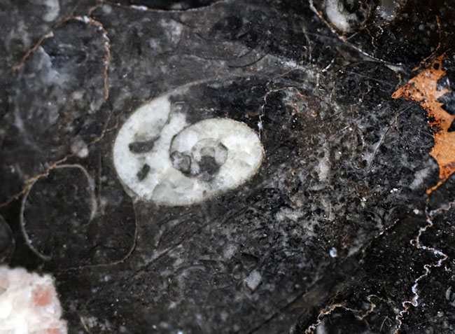 立派！直径最大部１７センチ超、ゴニアタイト（Goniatite）を含む石を加工したお皿の化石（その4）