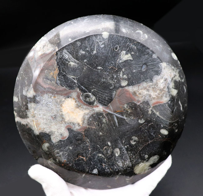 立派！直径最大部１７センチ超、ゴニアタイト（Goniatite）を含む石を加工したお皿の化石（その5）