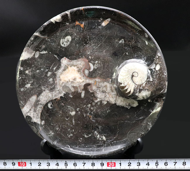 立派！直径最大部17センチ超、ゴニアタイト（Goniatite）を含む石を
