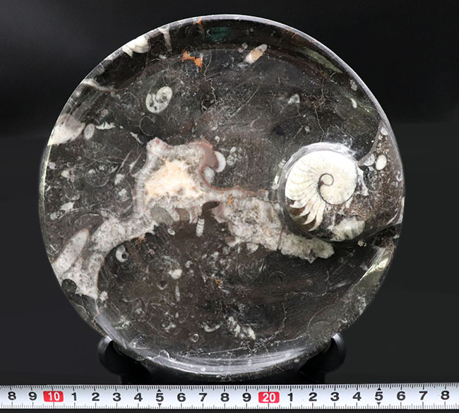 立派！直径最大部１７センチ超、ゴニアタイト（Goniatite）を含む石を加工したお皿の化石（その9）