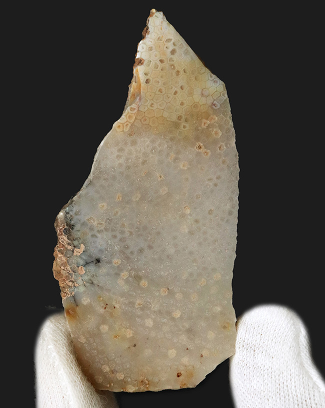 六角形を確認できる!イングランドのジュラ紀の地層から発見されたヘキサコーラルの一種、イザストレア(Isastrea limitata)の化石(その1)
