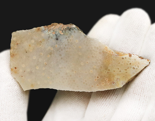 六角形を確認できる!イングランドのジュラ紀の地層から発見されたヘキサコーラルの一種、イザストレア(Isastrea limitata)の化石(その3)