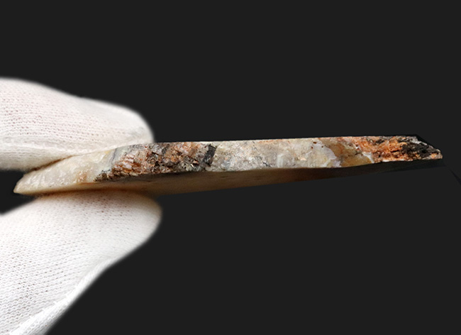 六角形を確認できる！イングランドのジュラ紀の地層から発見された