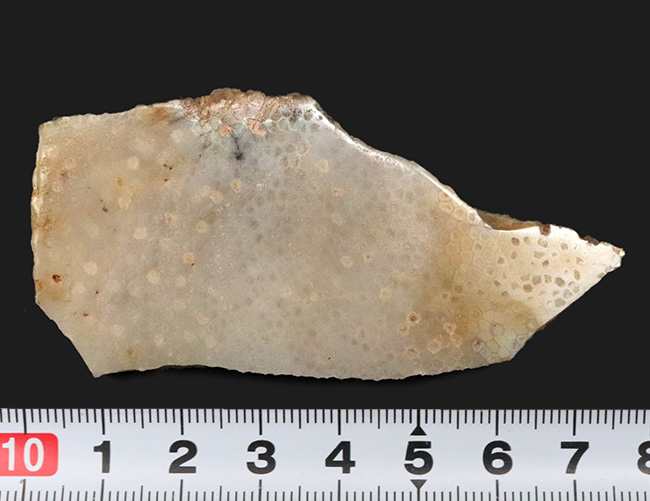 六角形を確認できる!イングランドのジュラ紀の地層から発見されたヘキサコーラルの一種、イザストレア(Isastrea limitata)の化石(その5)