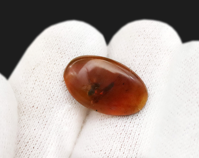 翅脈までハッキリ!肉眼でも確認できる虫を内包したバーマイト(Burmite)(その3)