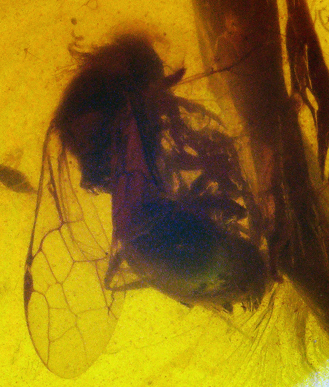 翅脈までハッキリ!肉眼でも確認できる虫を内包したバーマイト(Burmite)(その4)