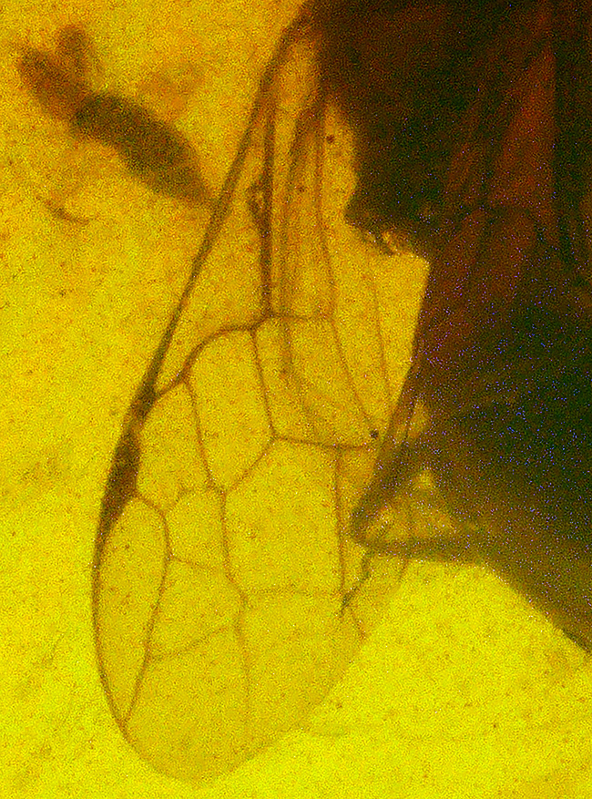 翅脈までハッキリ!肉眼でも確認できる虫を内包したバーマイト(Burmite)(その5)