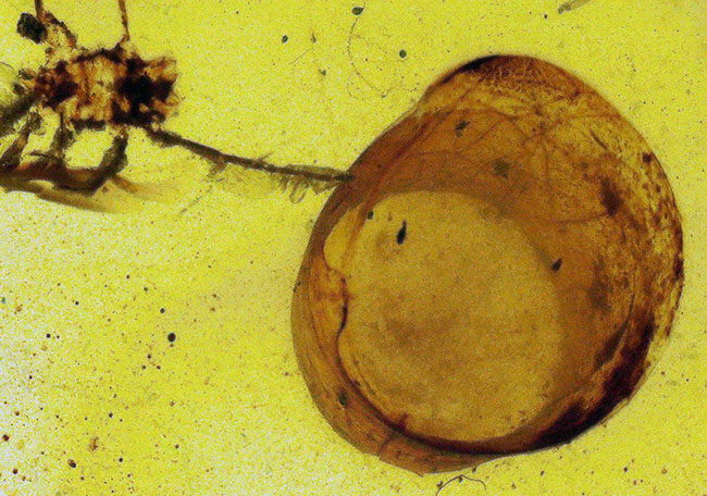 33ミリ級・大サイズ！約1億年前（恐竜時代）の記憶を留めた大きなバーマイト（Burmite）（その1）