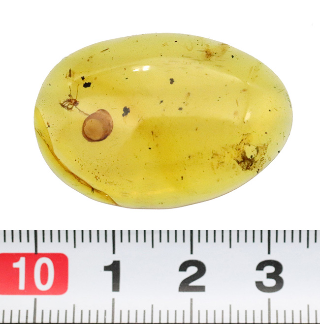 33ミリ級・大サイズ！約1億年前（恐竜時代）の記憶を留めた大きなバーマイト（Burmite）（その10）