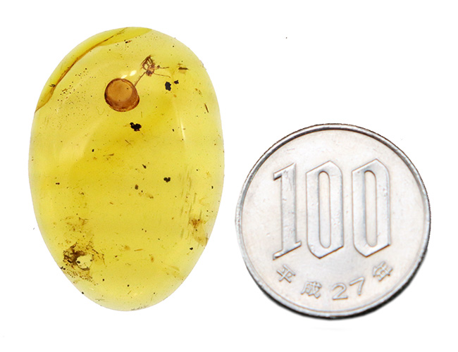 33ミリ級・大サイズ！約1億年前（恐竜時代）の記憶を留めた大きなバーマイト（Burmite）（その11）