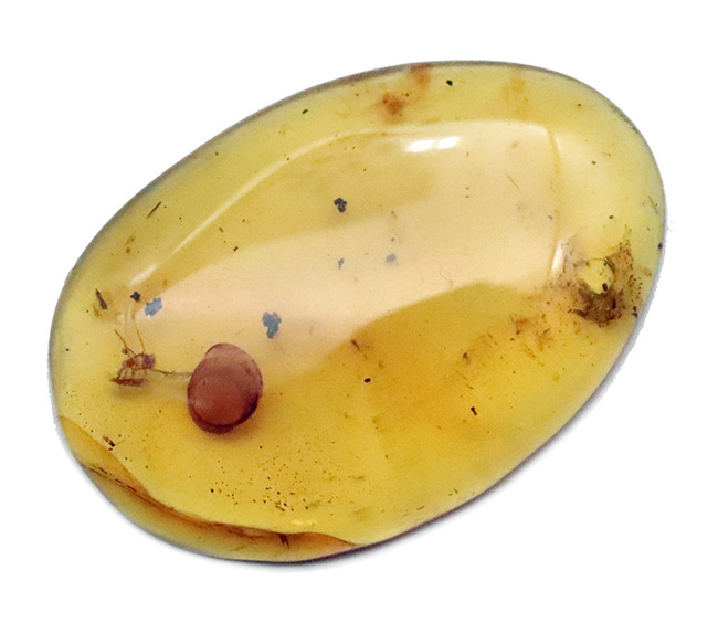 33ミリ級・大サイズ！約1億年前（恐竜時代）の記憶を留めた大きなバーマイト（Burmite）（その2）