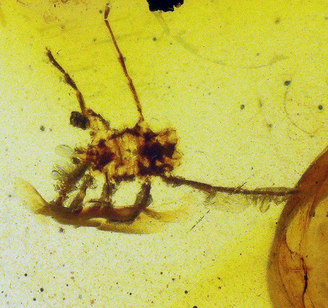 33ミリ級・大サイズ！約1億年前（恐竜時代）の記憶を留めた大きなバーマイト（Burmite）（その3）